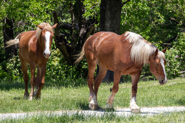 Fototapeta premium horses grazing in a field
