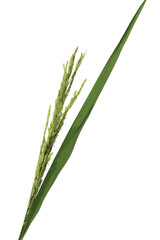 Green rice stalk on white background casting shadow