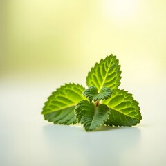 Fresh green mint leaves with vibrant textures in natural macro photography
