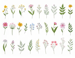 set herbs wild flowers hand drawn