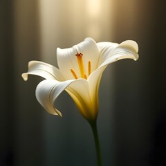 Delicate White Lily Flower with Soft Warm Light and Cinematic Depth