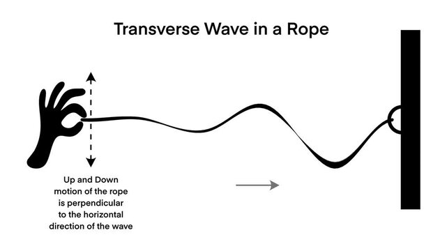 Educational infographic illustrating a transverse wave in a rope, showing perpendicular motion and wave direction. Perfect for physics teachers, students, and science learning resources