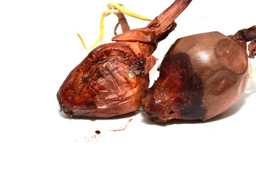 Two rotten onions on a white background.