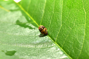 Ladybug pupa on a green leaf, top view.