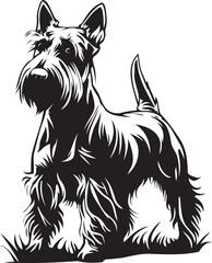 stylish vector illustration of a scottish terrier dog