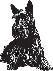 vector illustration of a scottish terrier dog