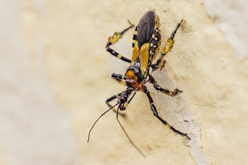 An assassin bug crawling on a weathered wall; focus stacked macrophotography captured in a farm house in the eastern Andean mountains of central Colombia, near the Iguaque natural reserve.