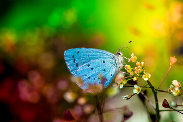 Butterfly in the colorful world of nature. Small butterfly with blue wings sits on a flower. 