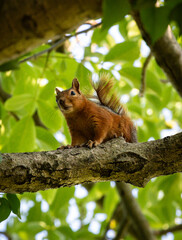 Red squirrel resting on a tree branch in summer forest