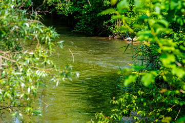 Ruhiger grüner Flusslauf 