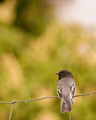A black phoebe perched on a fence wire, after the rain, in a farm in the eastern Andean mountains of central Colombia, near the colonial town of Villa de Leyva.