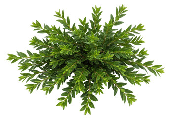 Isolated Lush Green Bush