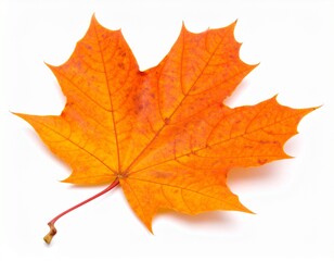 Fototapeta premium A realistic orange maple leaf with visible veins and a curled stem, set against white