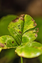 Clover leaf torn by heavy rain and in decaying process; stacked macrophotography captured in a garden in the eastern Andean mountains of central Colombia, near the Iguaque natural reserve.