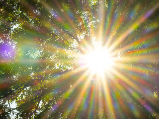 Bright sunlight streaming through tree leaves with intense rainbow lens flares and sunbeams,...