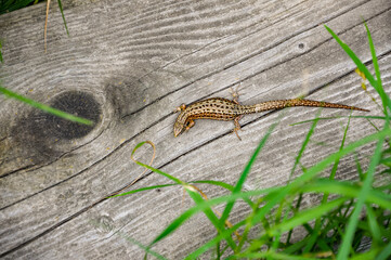 Lizard on a wooden plank