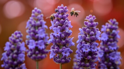 Close-up of lavender flowers in full bloom, rich purple and green tones, bees hovering nearby, soft bokeh background, natural sunlight