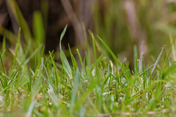 Close-up photography of some grass leaves illuminated by the morning sun, in a farm near the colonial town of Villa de Leyva in central Colombia.