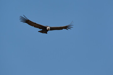 majestic Andean condor rides the thermals with ancient grace. A symbol of freedom and power, this sacred bird watches over one of the world’s deepest canyons,a true icon of Colca Peru.