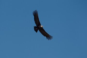 majestic Andean condor rides the thermals with ancient grace. A symbol of freedom and power, this sacred bird watches over one of the world’s deepest canyons,a true icon of Colca Peru.