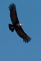 Obraz premium majestic Andean condor rides the thermals with ancient grace. A symbol of freedom and power, this sacred bird watches over one of the world’s deepest canyons,a true icon of Colca Peru.