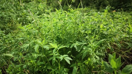 Lush Green Meadow: A Summer Day's Serenity