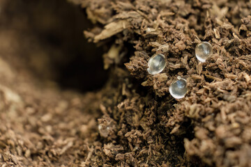 Tiny slug eggs on composted wood dust; focus stacked macrophotography captured in a garden in the eastern Andean mountains of central Colombia, near the Iguaque natural reserve.