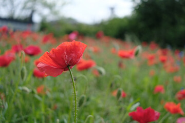 Fototapeta premium A single red poppy stands out in a field of red flowers