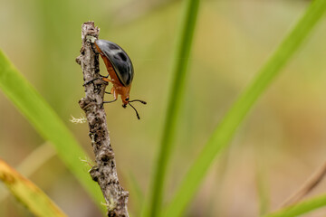 Pleasing fungus beetle walking on a twig; macro photography captured in a forest in the eastern Andean mountains of central Colombia, near the Iguaque natural reserve.
