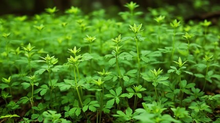 Vibrant Green Spring Meadow