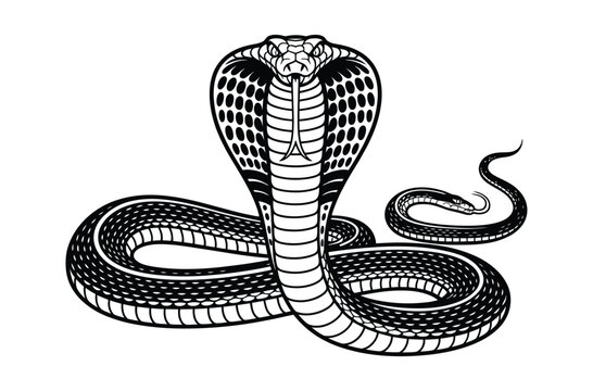 King kobra snake vector illustration