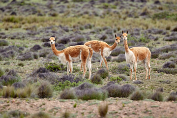 wild vicuñas roam the highlands of the Peruvian Andes — guardians of the puna and symbols of natural elegance. Their golden fleece glows under the Andean sun, a reminder of nature’s quiet majesty  © Beto Santillan
