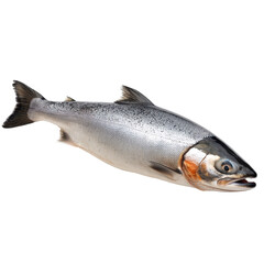Obraz premium Freshly caught salmon displayed on a clean surface during a morning market in a coastal town
