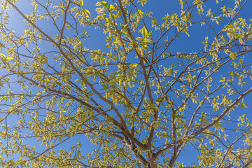 A beautiful mulberry tree with green fruit against a clear blue sky on a sunny day