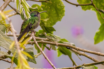 Sparkling violetear hummingbird perched on a weeping bottlebrush twig; captured in a forest in the eastern Andean mountains of central Colombia, near the Iguaque natural reserve.