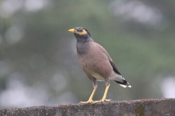 mynah bird is on a wall