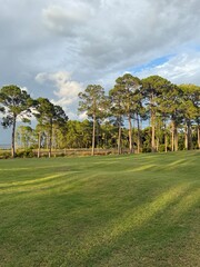 pine trees with green golf course grass