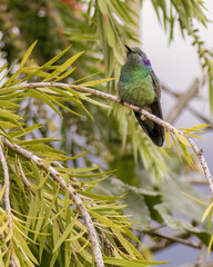 Sparkling violetear hummingbird perched on a weeping bottlebrush twig; captured in a forest in the eastern Andean mountains of central Colombia, near the Iguaque natural reserve.