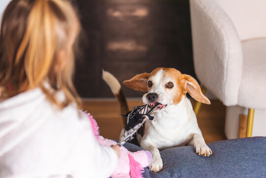 A dog is playing tug of war with his young owner. - Powered by Adobe