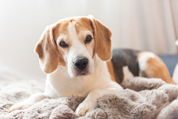 A Beagle dog is comfortably laying down on a bed