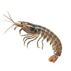Large shrimp positioned against a plain background showcasing intricate details and textures of its shell and features