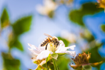 European honey bee on white flower of Blackberry bush