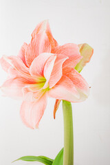 Vibrant pink petals unfurl elegantly, showcasing intricate floral beauty against a clean backdrop
