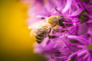 Close up of European honey bee on violet Allium flower