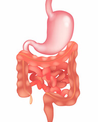 Vector illustration of the human digestive system showing the stomach, small intestine, and large intestine. Medical Anatomy of Digestive Organs on White Background