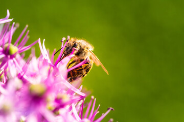 Close up of European honey bee on violet Allium flower