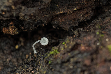 Tiny white mushroom growing on a rotten log; focus stacked macrophotography captured in a forest in...