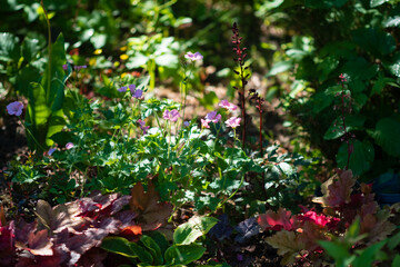 Delicate wildflowers bloom amidst lush greenery, capturing sunlight in a serene forest setting