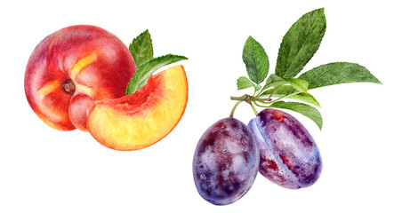 Watercolor Realistic Peach and Plum Illustration, Juicy Summer Fruits Set