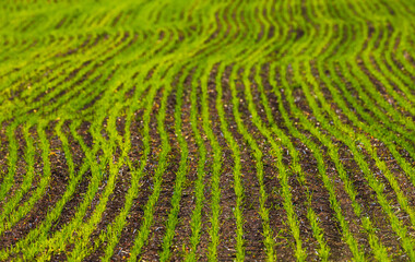 This Year, Lush Green Fields are Adorned with Beautiful Wavy Patterns in the Spring Season